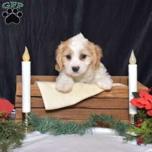 Spencer, Cavachon Puppy