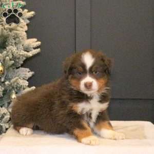Spencer, Miniature Australian Shepherd Puppy