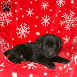 Spencer, Black Labrador Retriever Puppy
