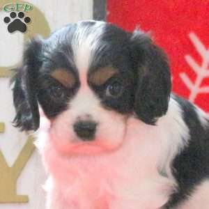 Spencer, Cavalier King Charles Spaniel Puppy
