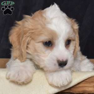 Spencer, Cavachon Puppy