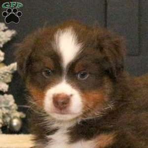Spencer, Miniature Australian Shepherd Puppy