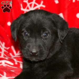 Spencer, Black Labrador Retriever Puppy