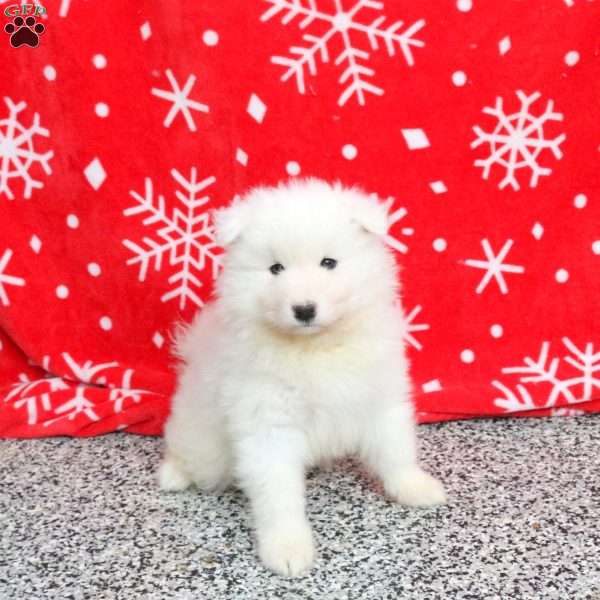 Spice, Samoyed Puppy
