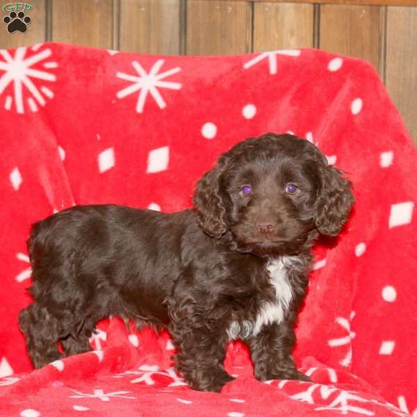 Spice, Cockapoo Puppy