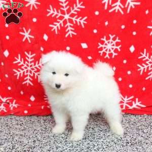 Spice, Samoyed Puppy