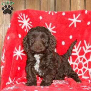 Spice, Cockapoo Puppy