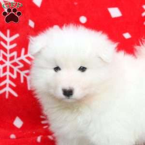 Spice, Samoyed Puppy