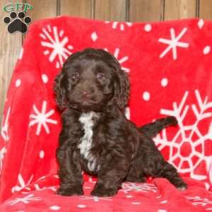 Spice, Cockapoo Puppy