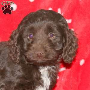 Spice, Cockapoo Puppy