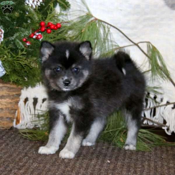 Spice, Pomeranian Mix Puppy