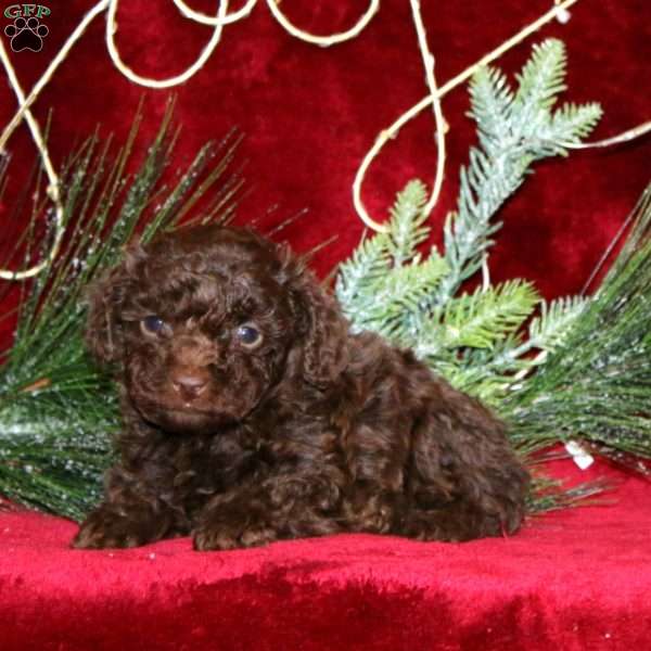 Spice, Toy Poodle Puppy