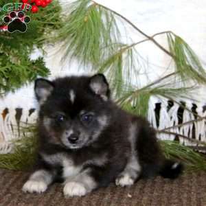 Spice, Pomeranian Mix Puppy