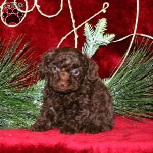 Spice, Toy Poodle Puppy