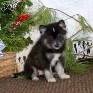 Spice, Pomeranian Mix Puppy