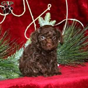 Spice, Toy Poodle Puppy