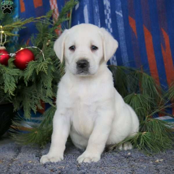 Spiffy, Yellow Labrador Retriever Puppy