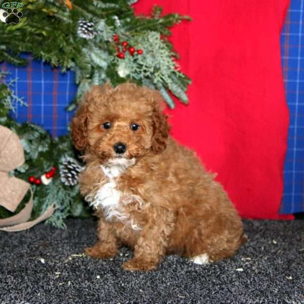 Spiffy, Miniature Poodle Puppy