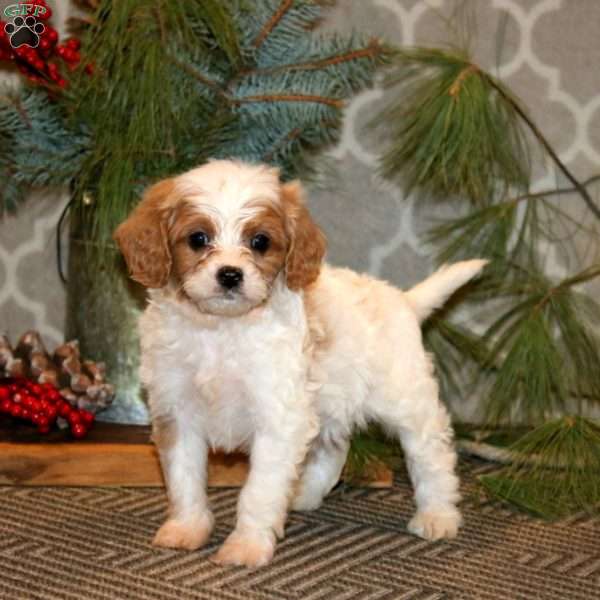 Spiffy, Cavapoo Puppy