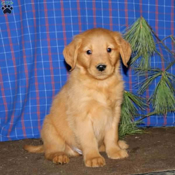 Spiffy, Golden Retriever Puppy