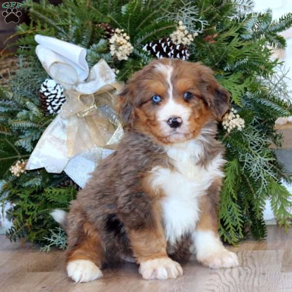 Spiffy, Bernedoodle Puppy
