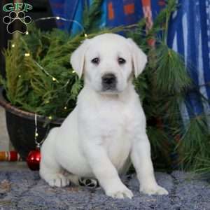 Spiffy, Yellow Labrador Retriever Puppy