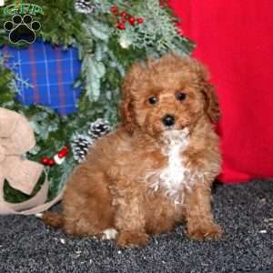 Spiffy, Miniature Poodle Puppy