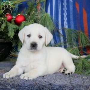 Spiffy, Yellow Labrador Retriever Puppy