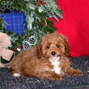 Spiffy, Miniature Poodle Puppy