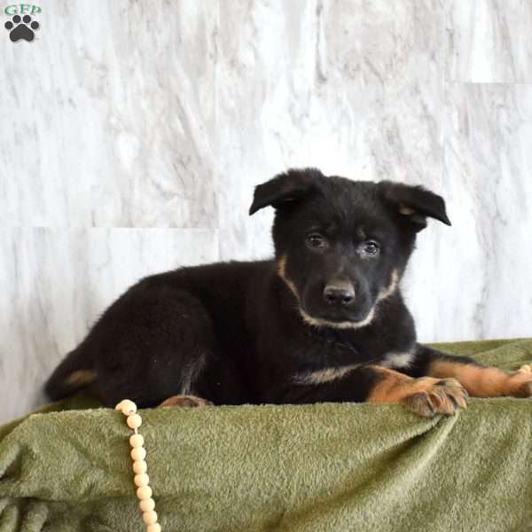 Spike, German Shepherd Puppy