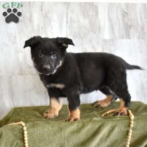 Spike, German Shepherd Puppy