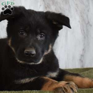 Spike, German Shepherd Puppy