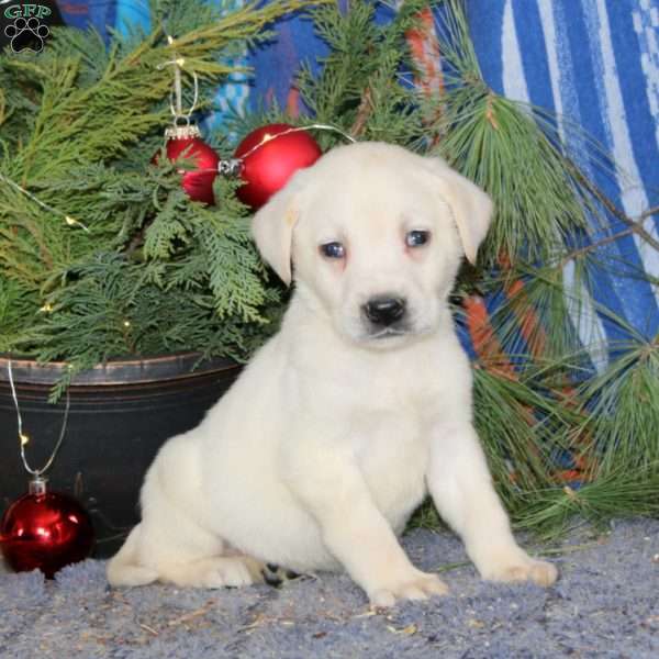Spike, Yellow Labrador Retriever Puppy