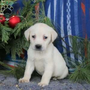 Spike, Yellow Labrador Retriever Puppy