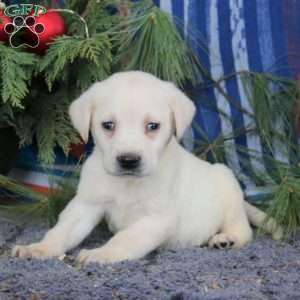 Spike, Yellow Labrador Retriever Puppy