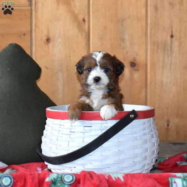 Spirit, Mini Bernedoodle Puppy
