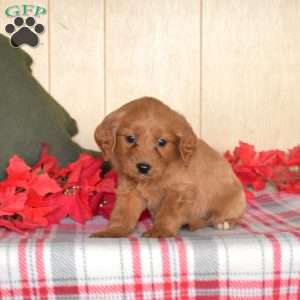 Spirit, Mini Goldendoodle Puppy