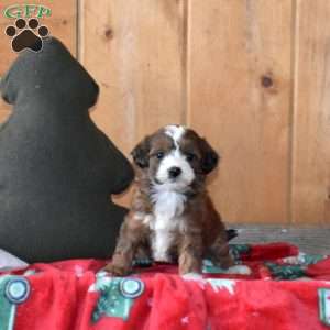 Spirit, Mini Bernedoodle Puppy