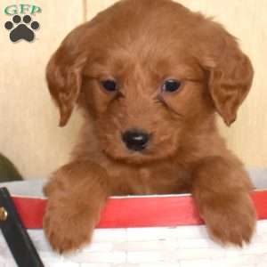 Spirit, Mini Goldendoodle Puppy