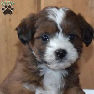 Spirit, Mini Bernedoodle Puppy