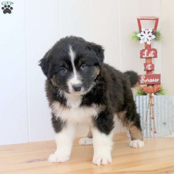 Spirit, Australian Shepherd Puppy