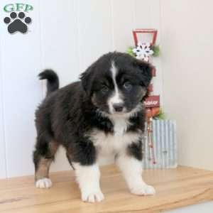 Spirit, Australian Shepherd Puppy