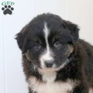 Spirit, Australian Shepherd Puppy