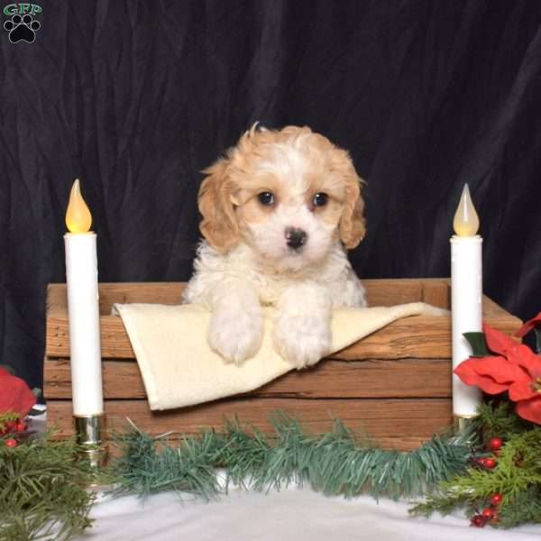 Splash, Cavachon Puppy