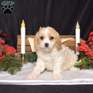 Splash, Cavachon Puppy