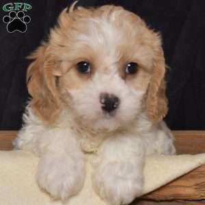 Splash, Cavachon Puppy