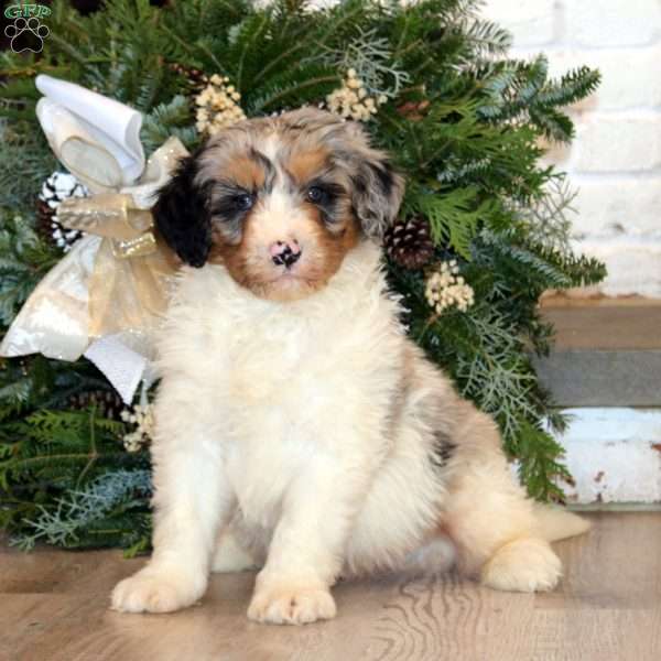 Splash, Bernedoodle Puppy