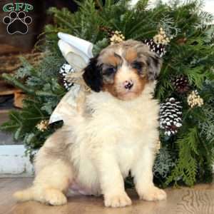 Splash, Bernedoodle Puppy