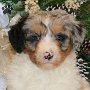 Splash, Bernedoodle Puppy