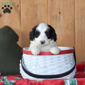 Spot, Mini Bernedoodle Puppy